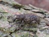 klikoroh modřínový (Brouci), Hylobius excavatus (Laicharting, 1781) (Coleoptera)